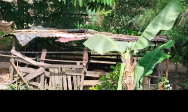 Warga Perum Athaya Kampar Resah Akibat Limbah Kandang Babi